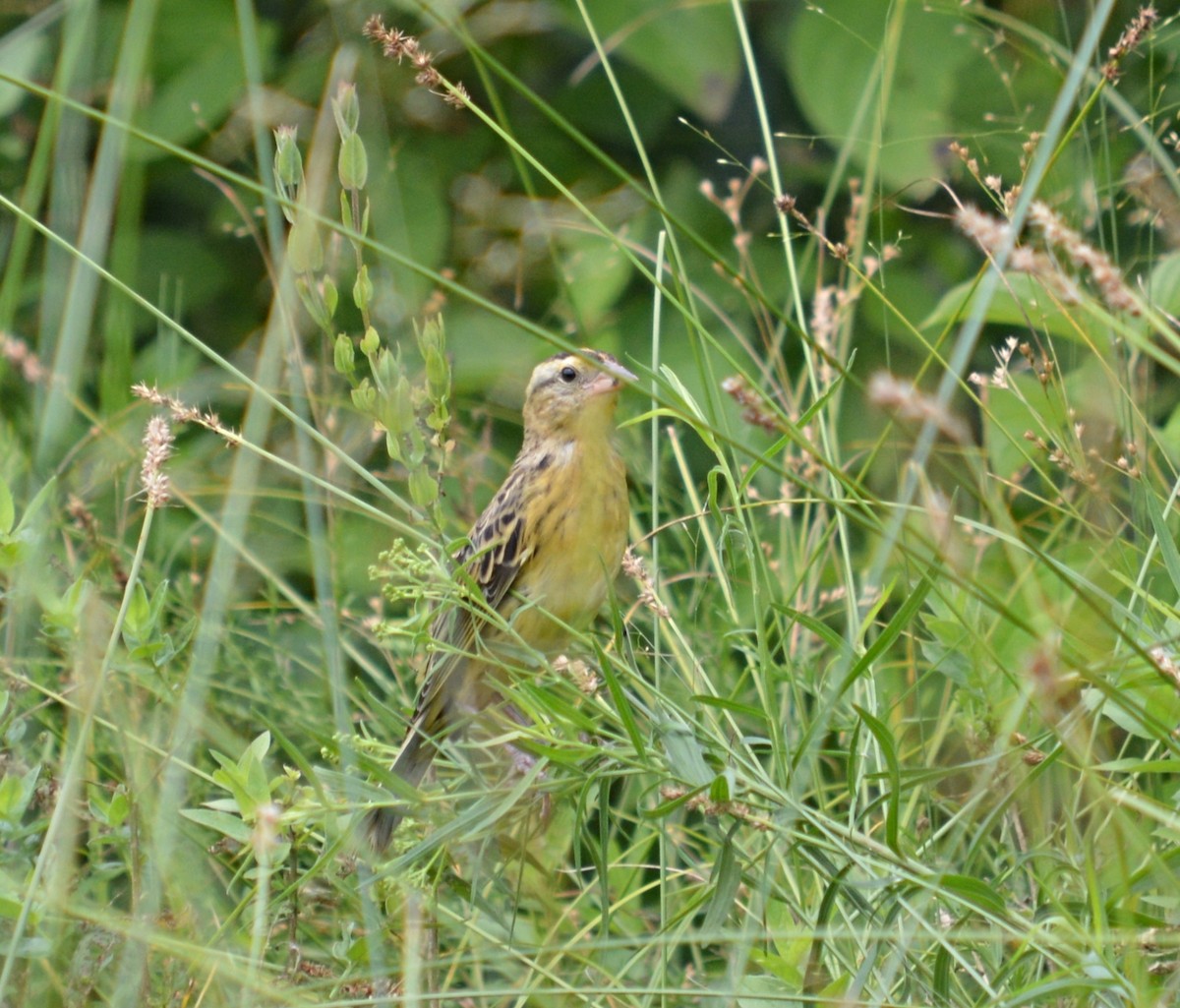 Bobolink - ML621947321