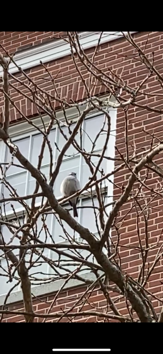 Chipping Sparrow - ML621947399