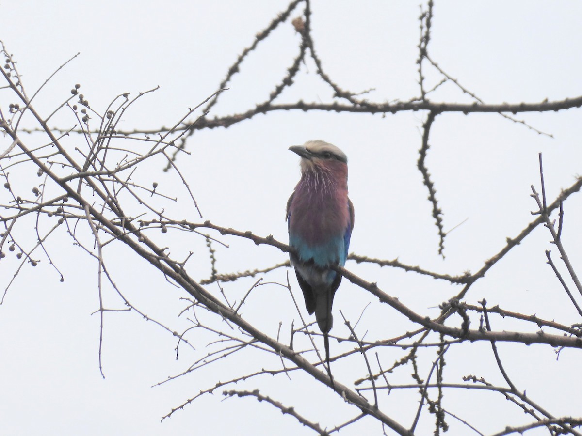 Lilac-breasted Roller - ML621947410