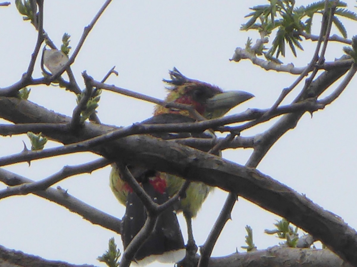 Crested Barbet - ML621947501