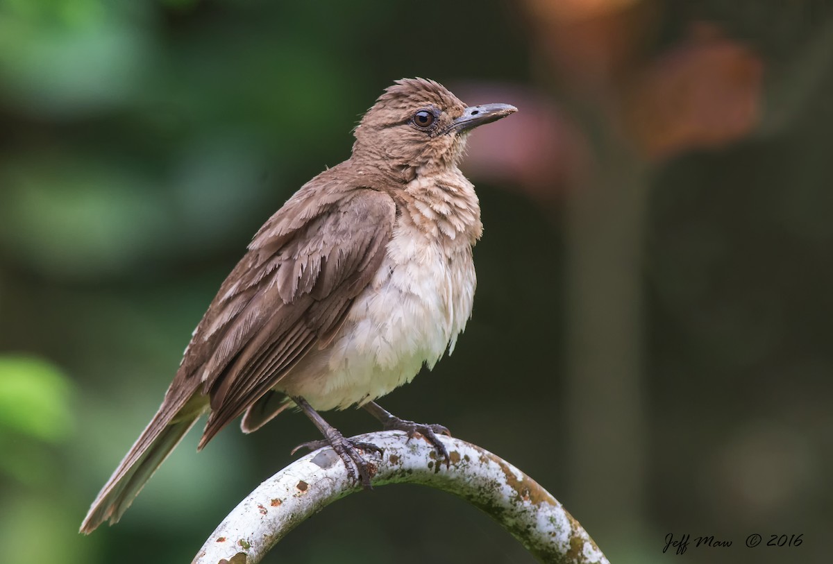 Black-billed Thrush - ML62194751