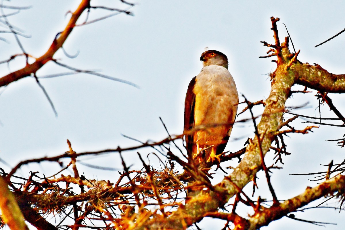 Bicolored Hawk (Spotted) - ML621947527