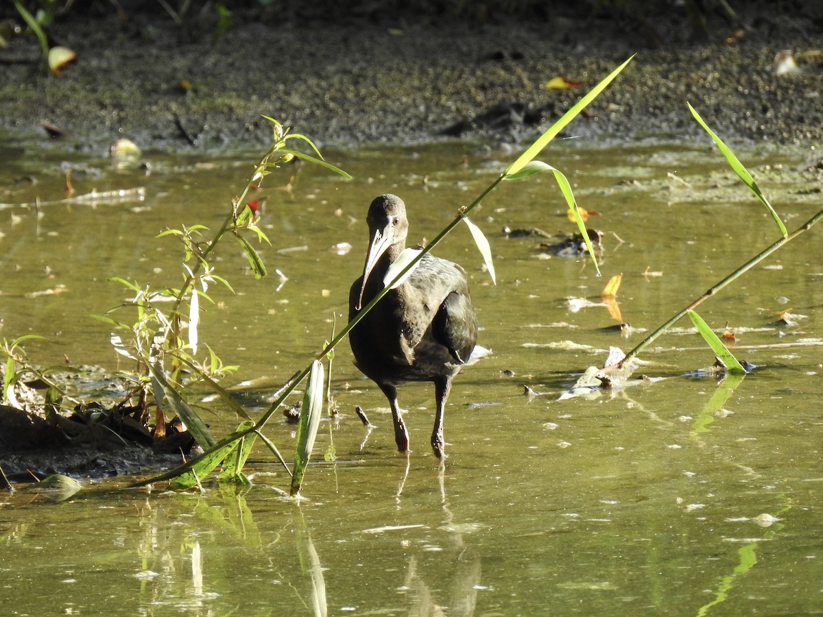 Bare-faced Ibis - ML621947562