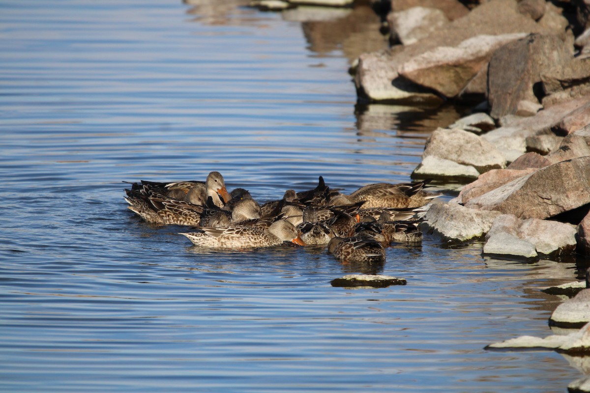 Northern Shoveler - ML621947603