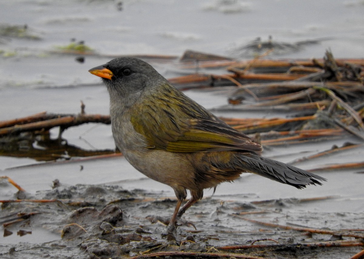 Great Pampa-Finch - Diego perez