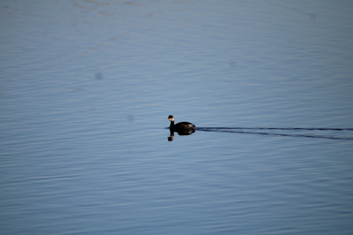 Eared Grebe - ML621947617