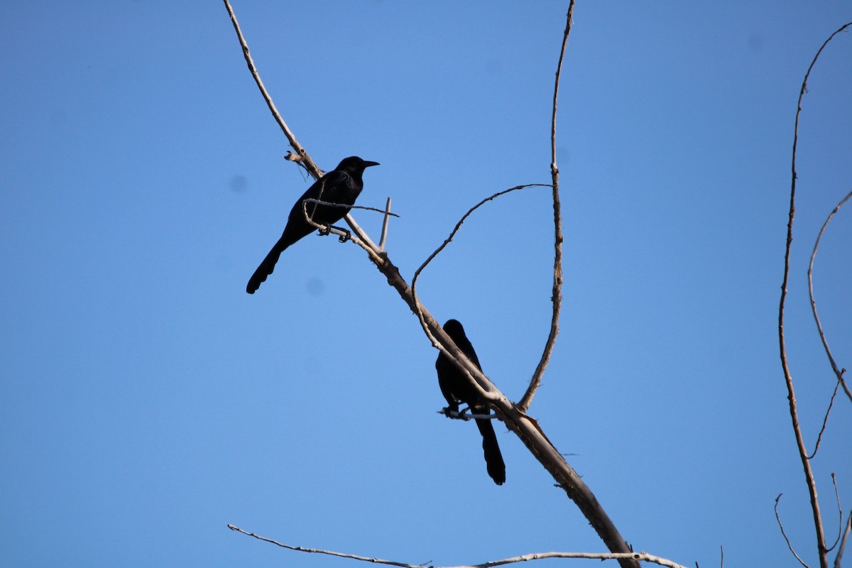 Great-tailed Grackle - ML621947644