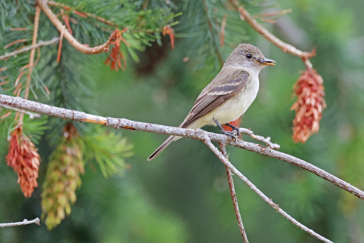 Willow Flycatcher - ML621947662