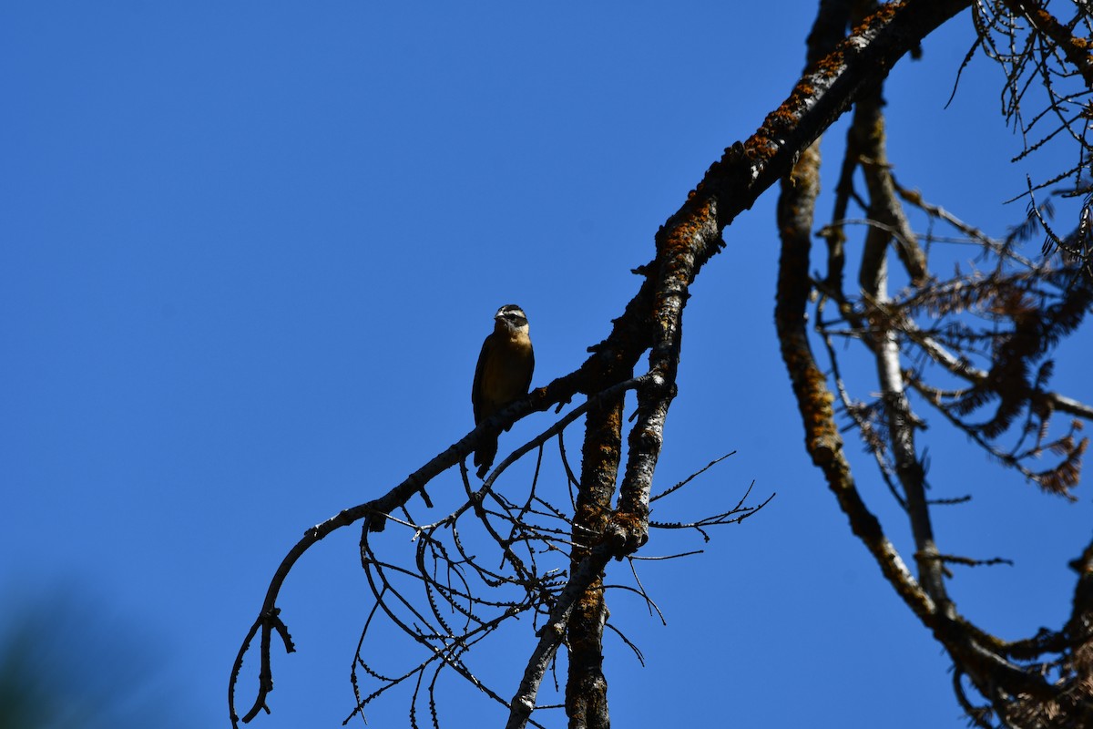 Black-headed Grosbeak - ML621947681