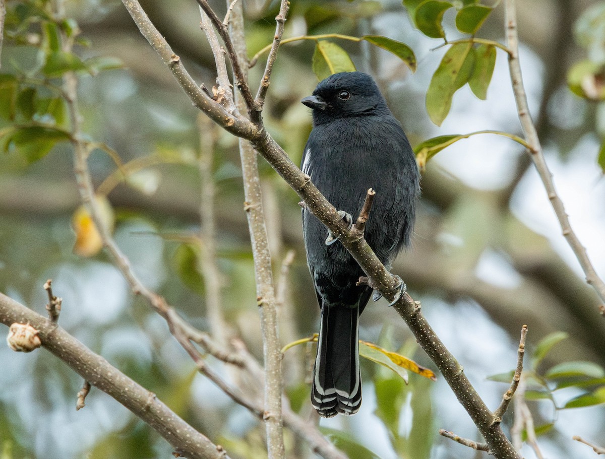 Southern Black-Tit - ML621947708