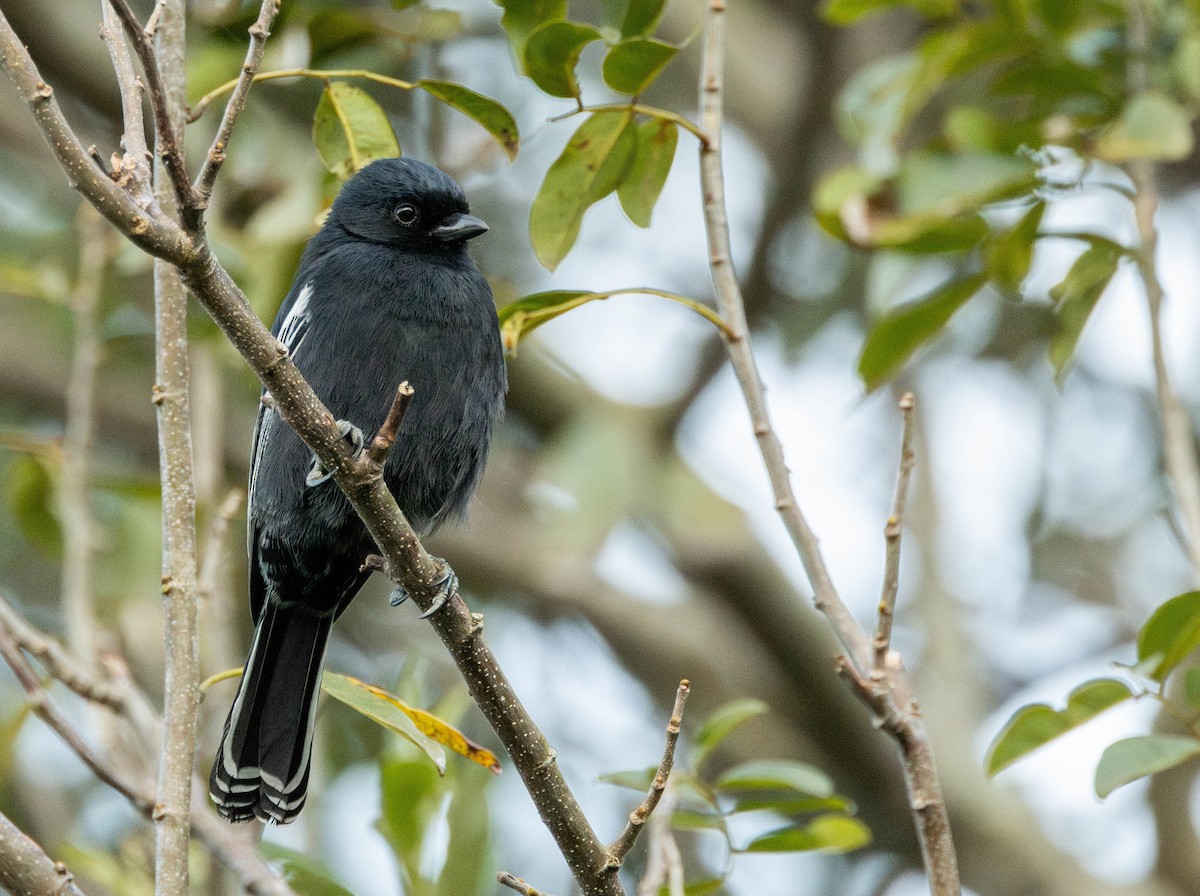 Southern Black-Tit - ML621947709