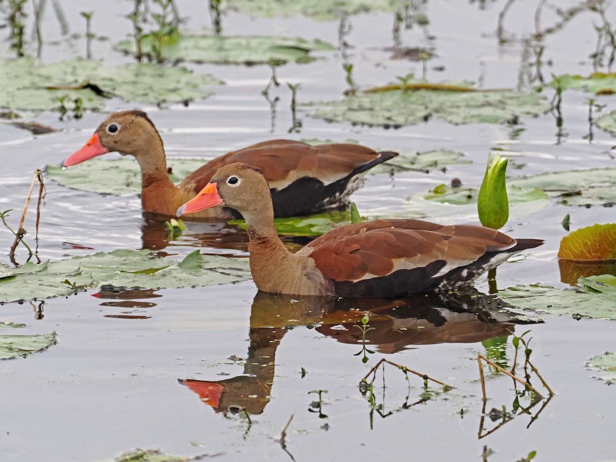 Black-bellied Whistling-Duck - ML621947742