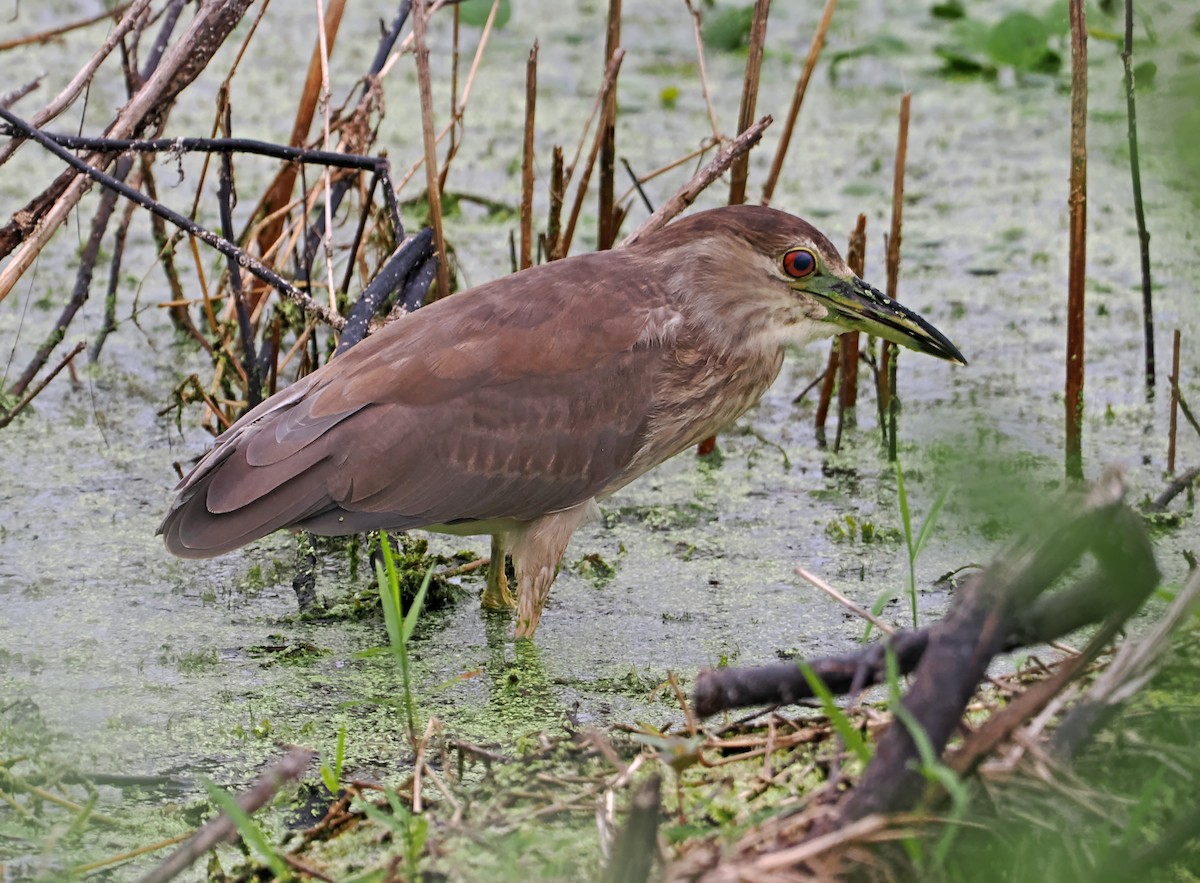 Black-crowned Night Heron - ML621947744