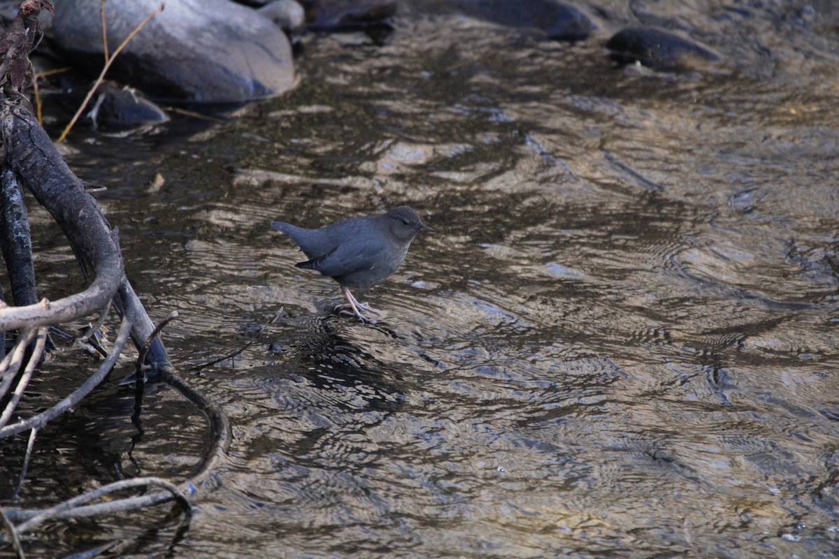 American Dipper - ML621947756