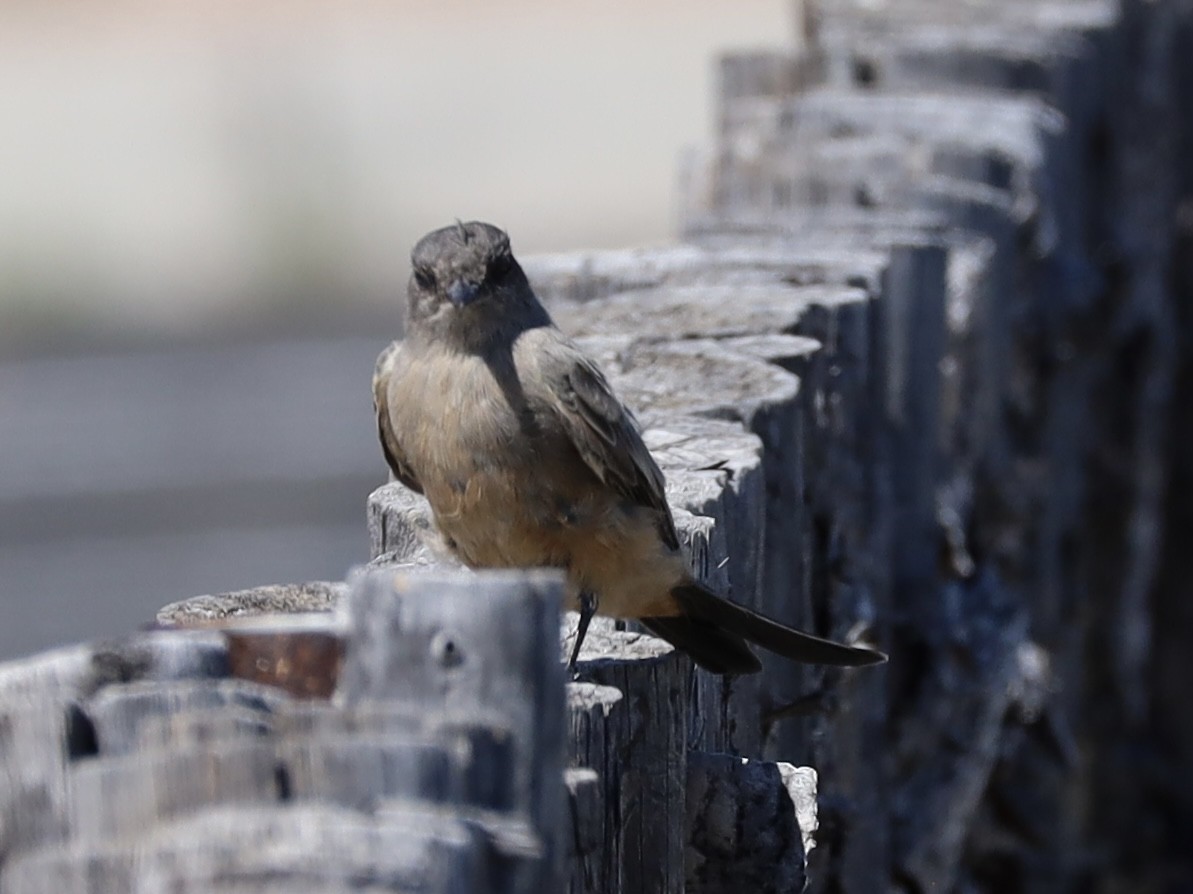 Say's Phoebe - ML621947767