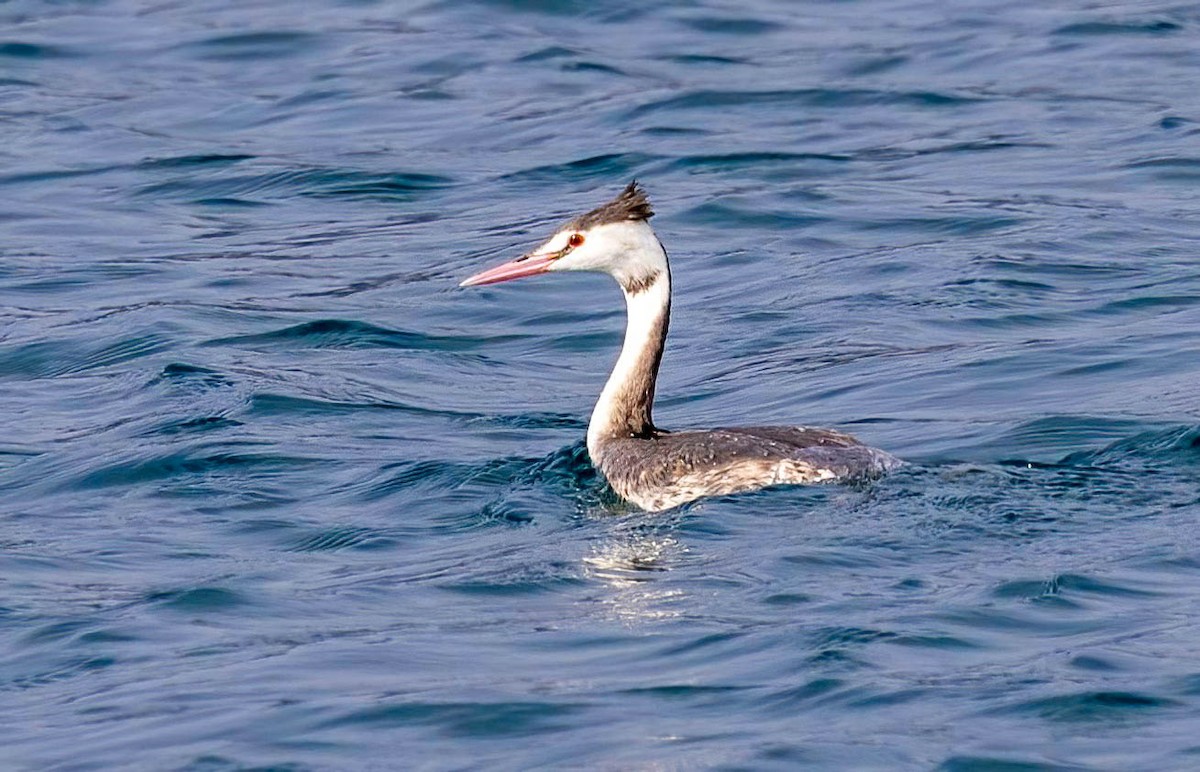 Great Crested Grebe - ML621947777