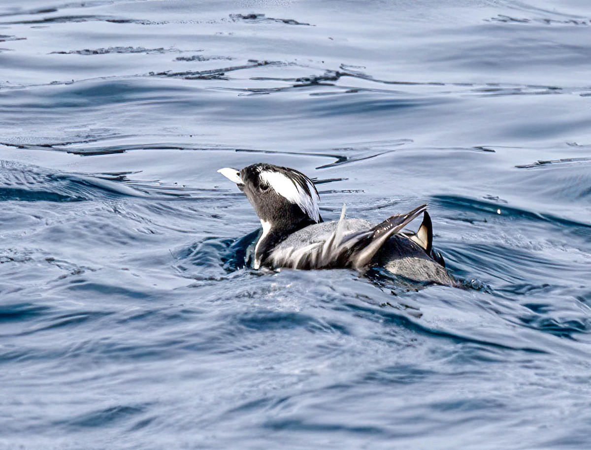 Japanese Murrelet - ML621947784