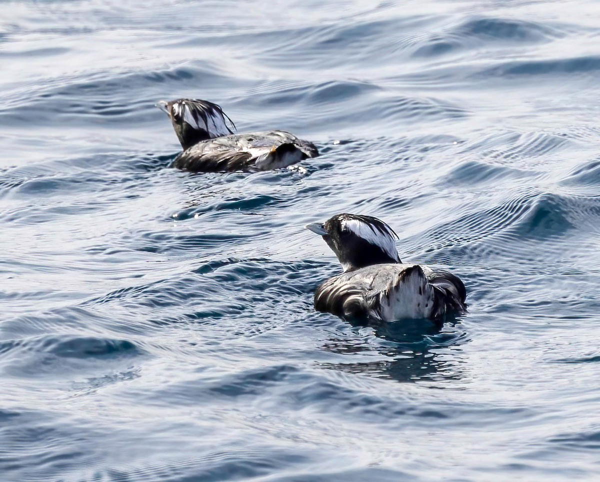 Japanese Murrelet - ML621947785