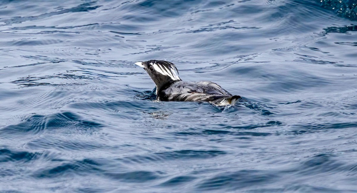 Japanese Murrelet - ML621947786