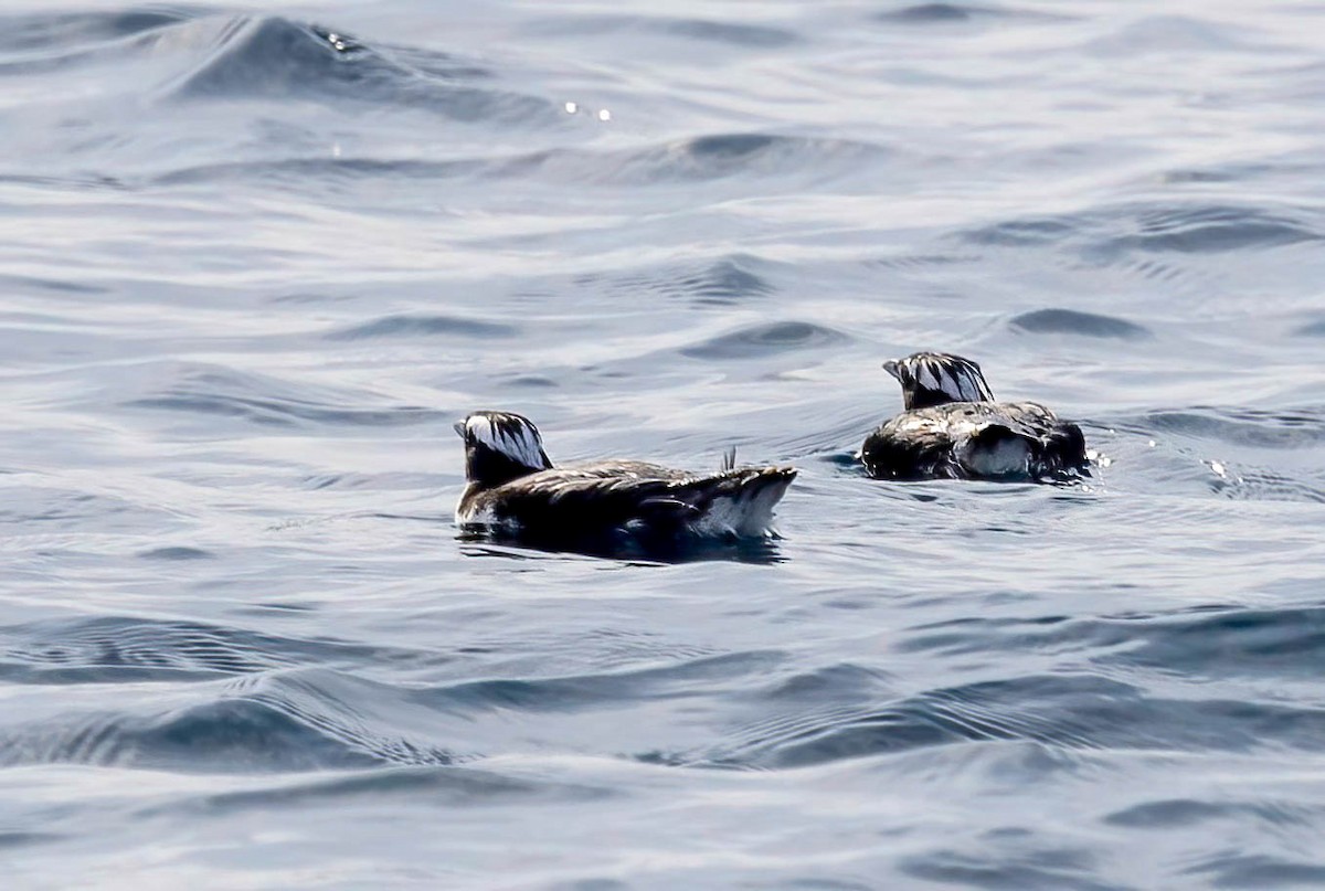 Japanese Murrelet - ML621947787