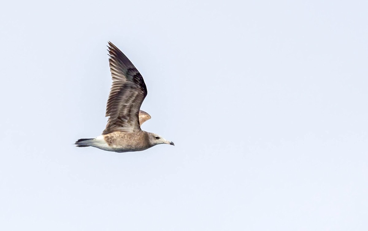 Black-tailed Gull - ML621947796