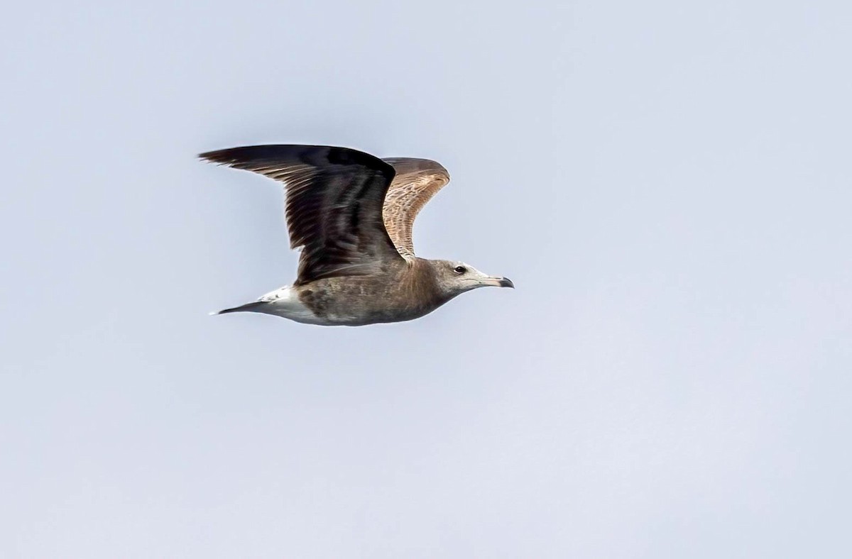 Black-tailed Gull - ML621947798