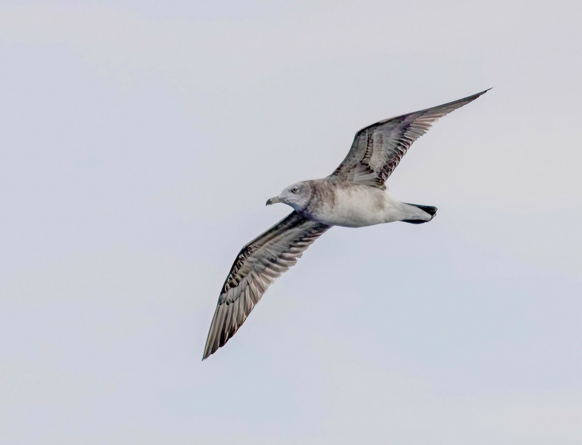 Black-tailed Gull - ML621947799