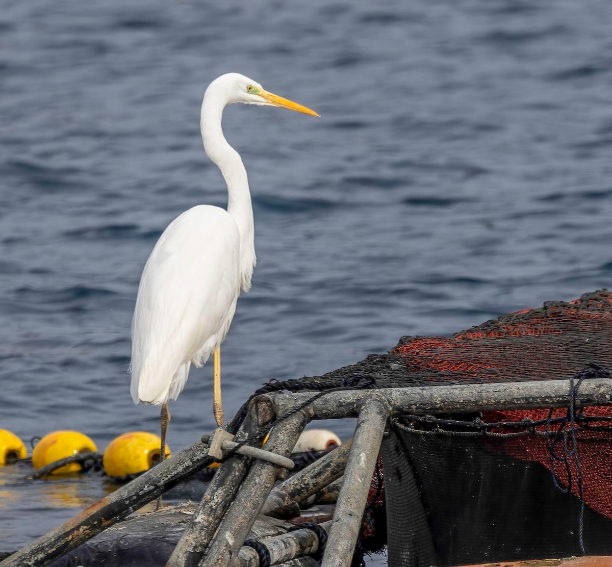 Great Egret - ML621947814