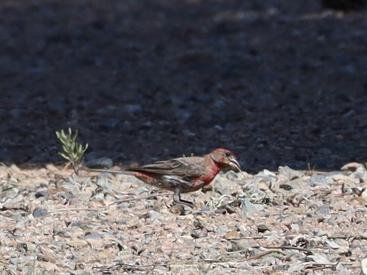 House Finch - ML621947823