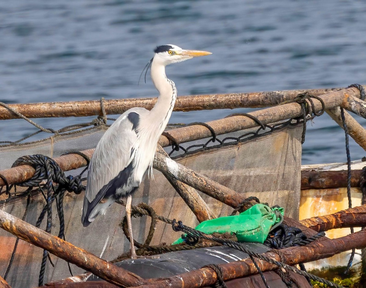 Gray Heron - ML621947830