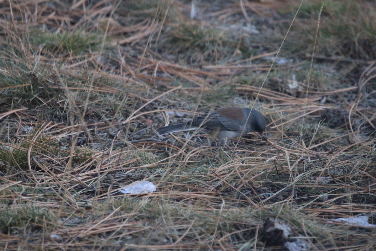 Dark-eyed Junco (Gray-headed) - ML621947838