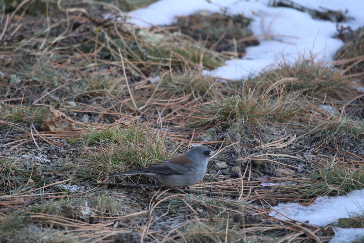 Dark-eyed Junco (Gray-headed) - ML621947839