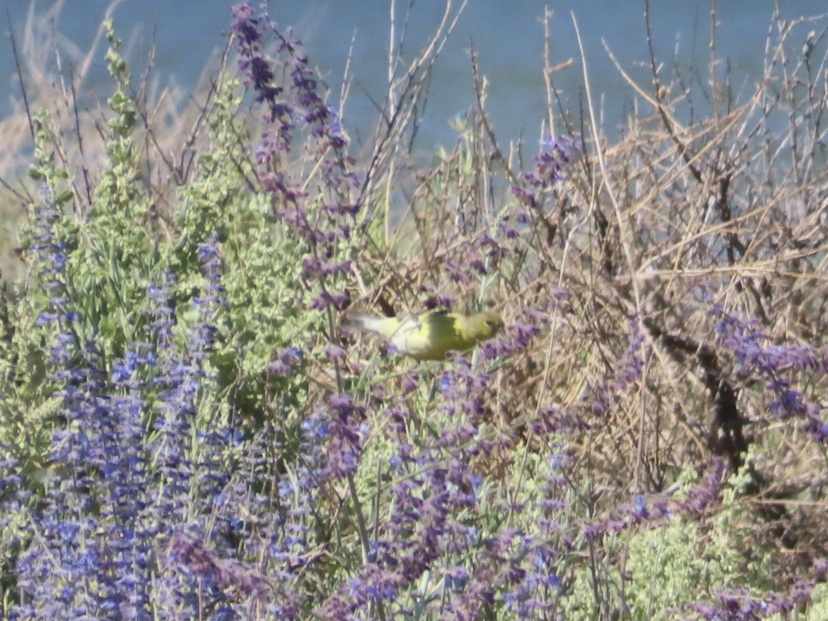 Lesser Goldfinch - ML621947869