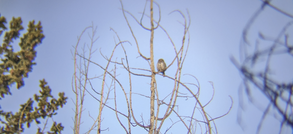 Northern Pygmy-Owl - ML621947871