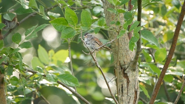 Swamp Sparrow - ML621947883