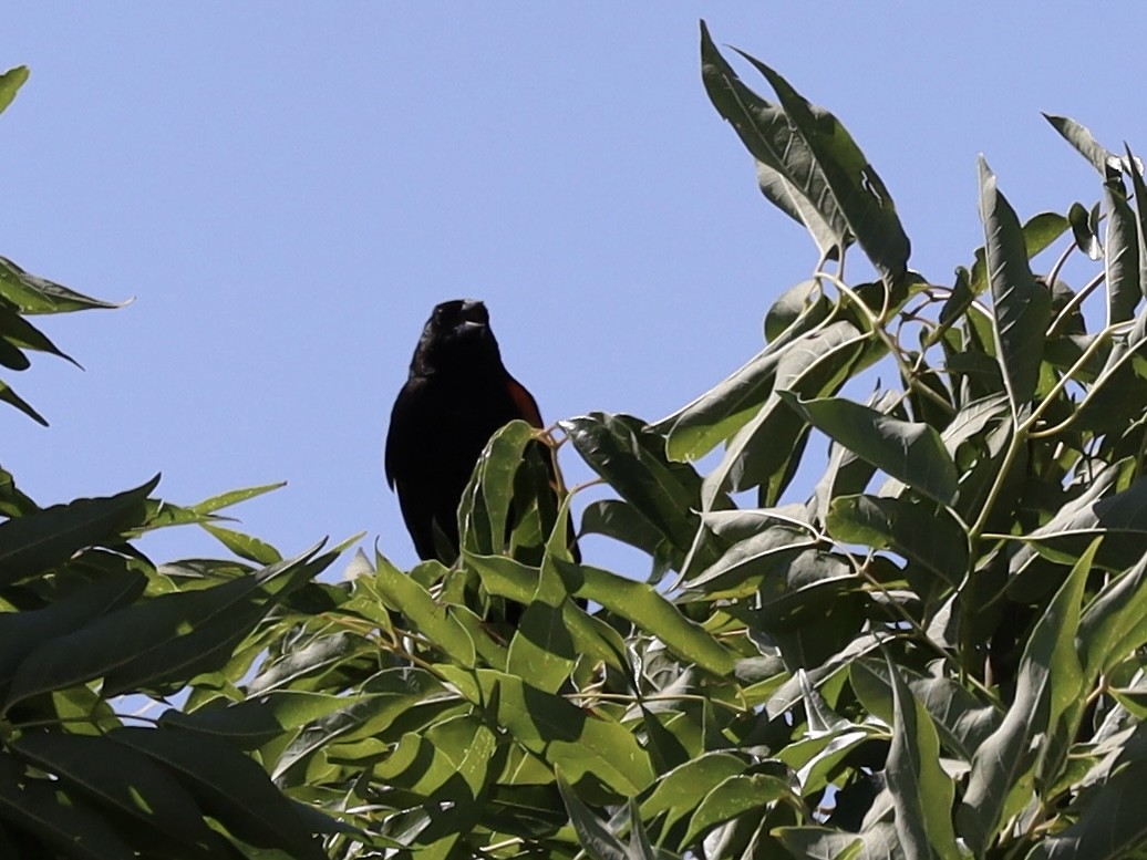 Red-winged Blackbird - ML621947885