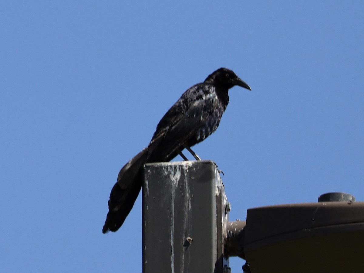 Great-tailed Grackle - ML621947899