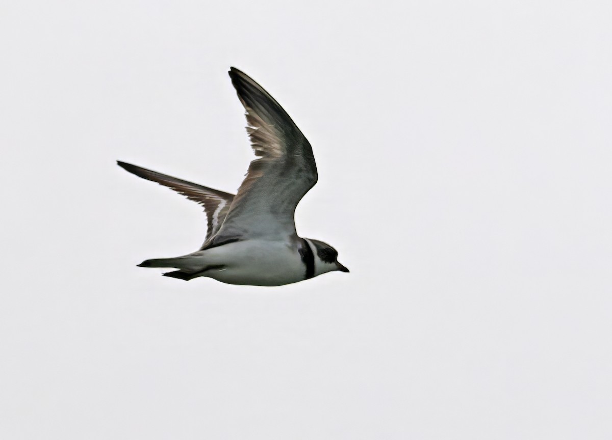 Semipalmated Plover - ML621947905