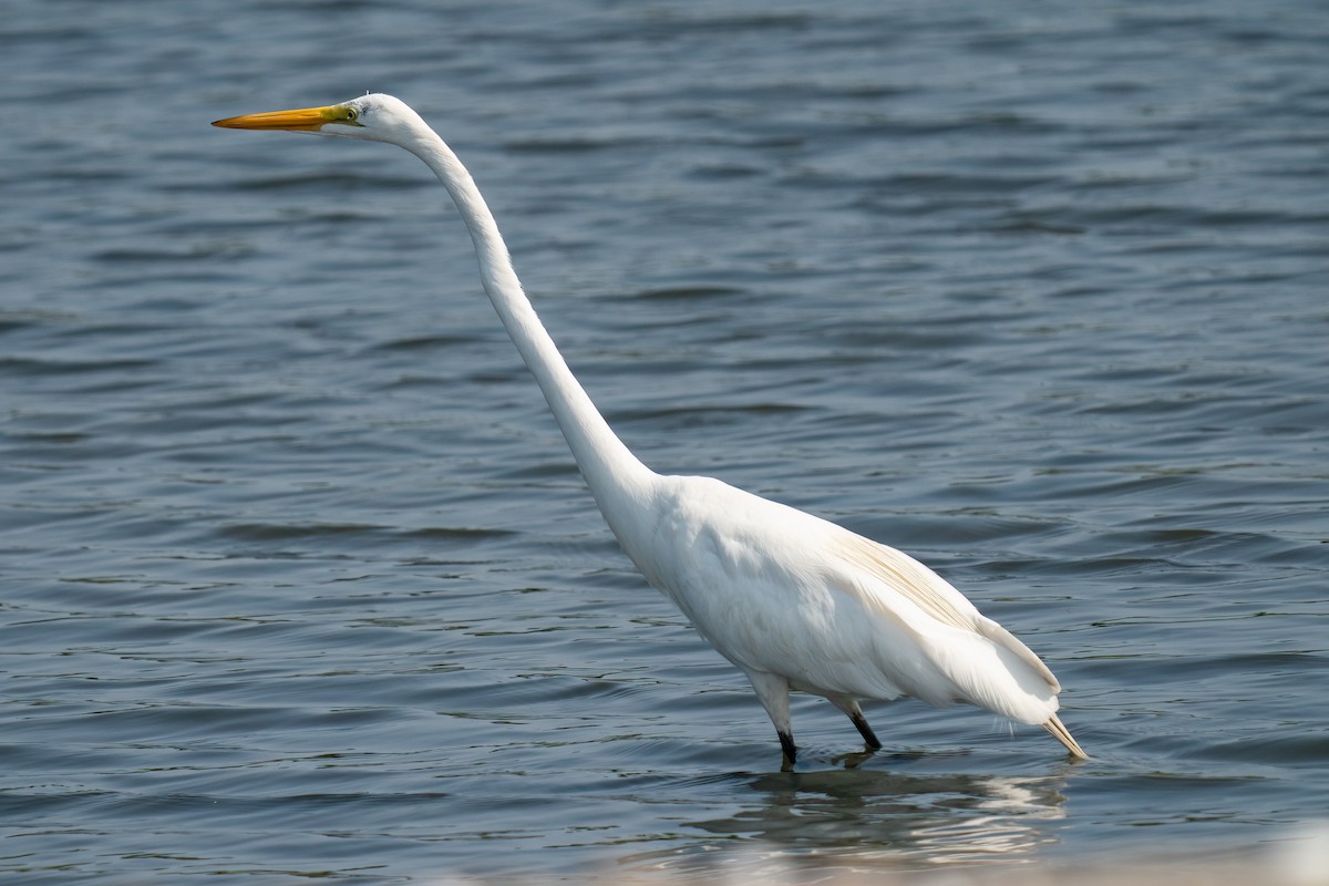 Great Egret - ML621947924