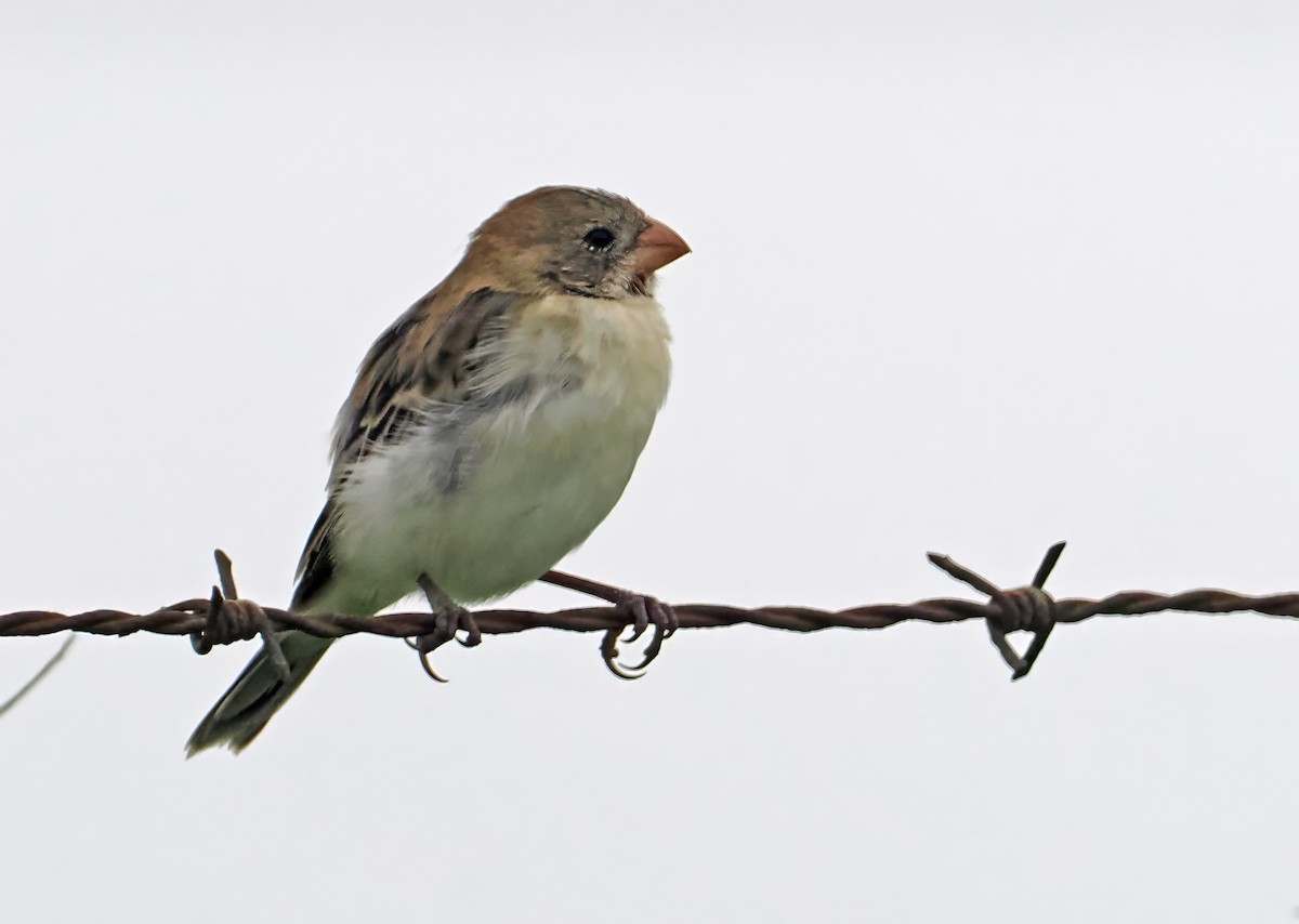 Chestnut-throated Seedeater - Roger Ahlman