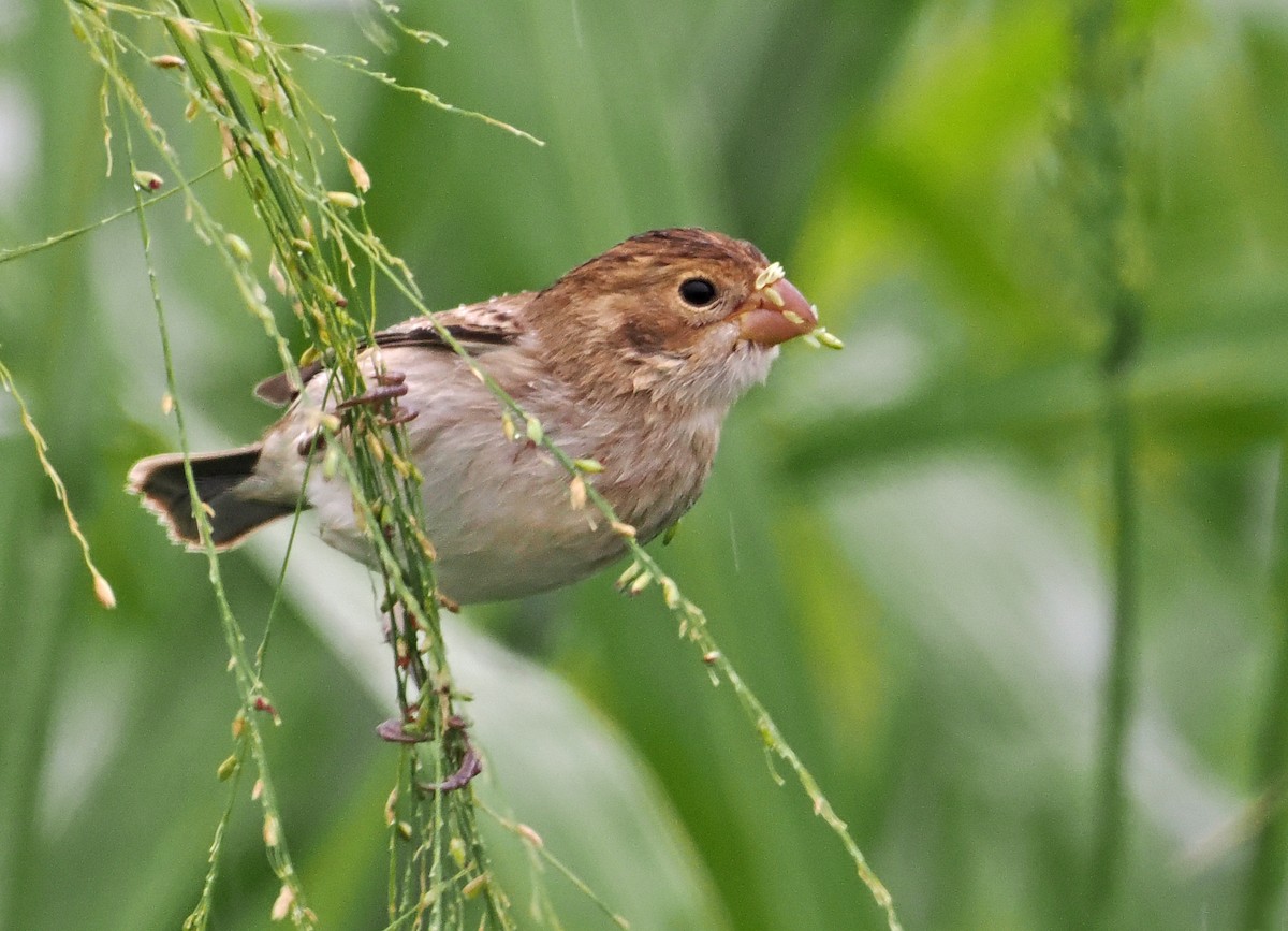 Chestnut-throated Seedeater - ML621947927