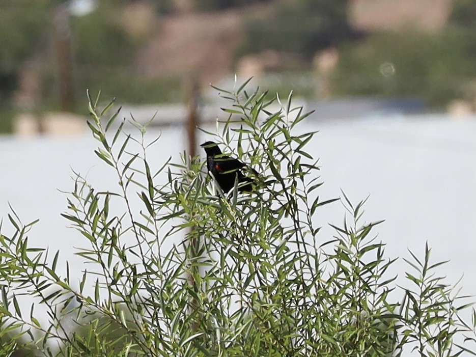 Red-winged Blackbird - Mohini Rawool-Sullivan