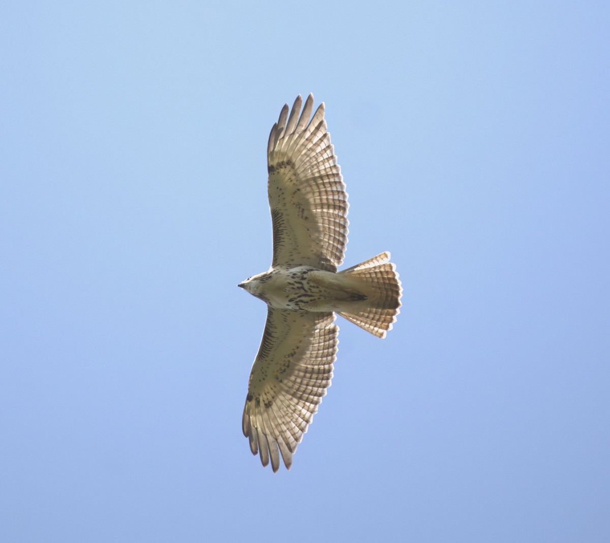 Red-tailed Hawk - Blake Rodgers