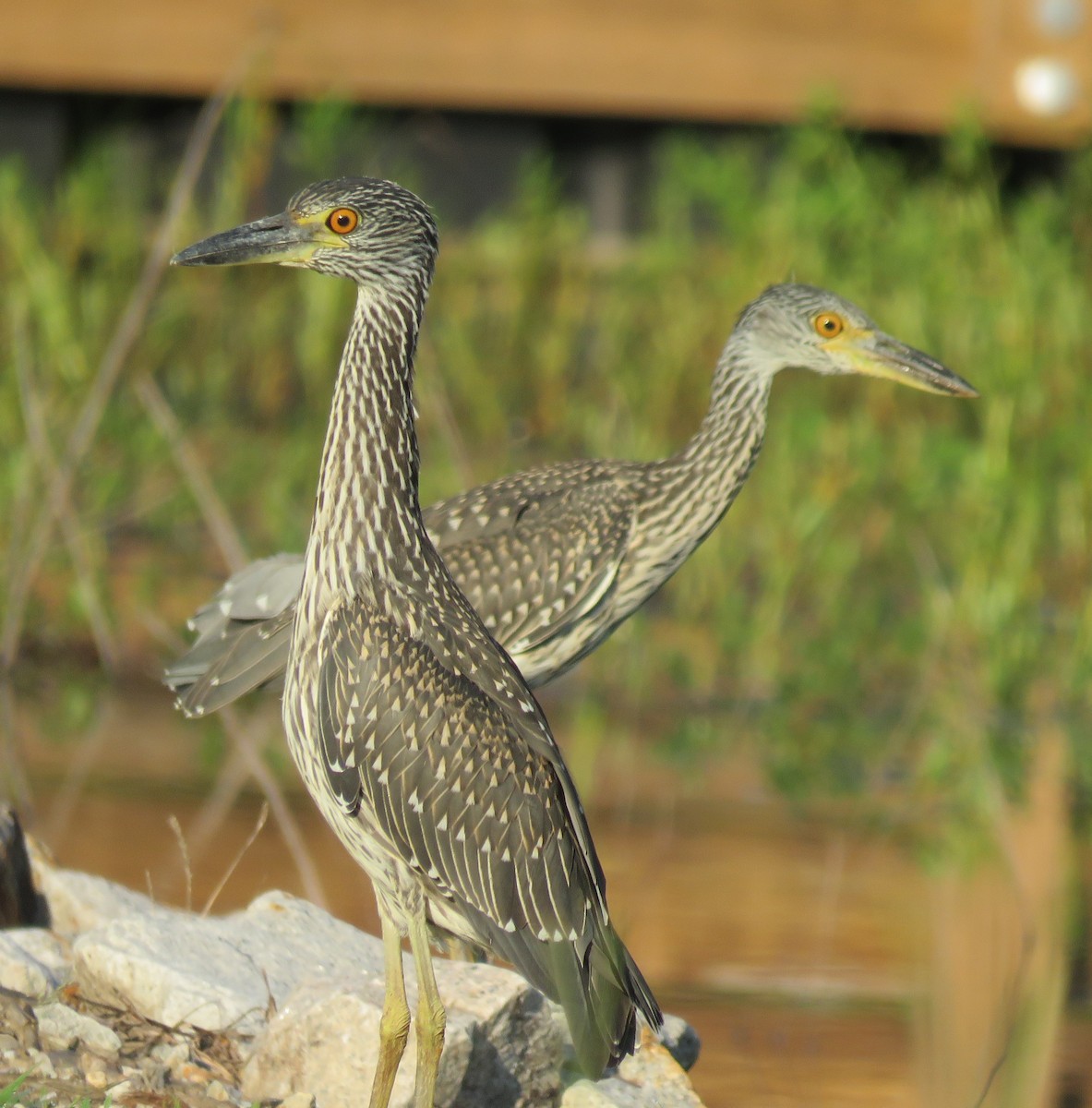 Yellow-crowned Night Heron - ML621947955