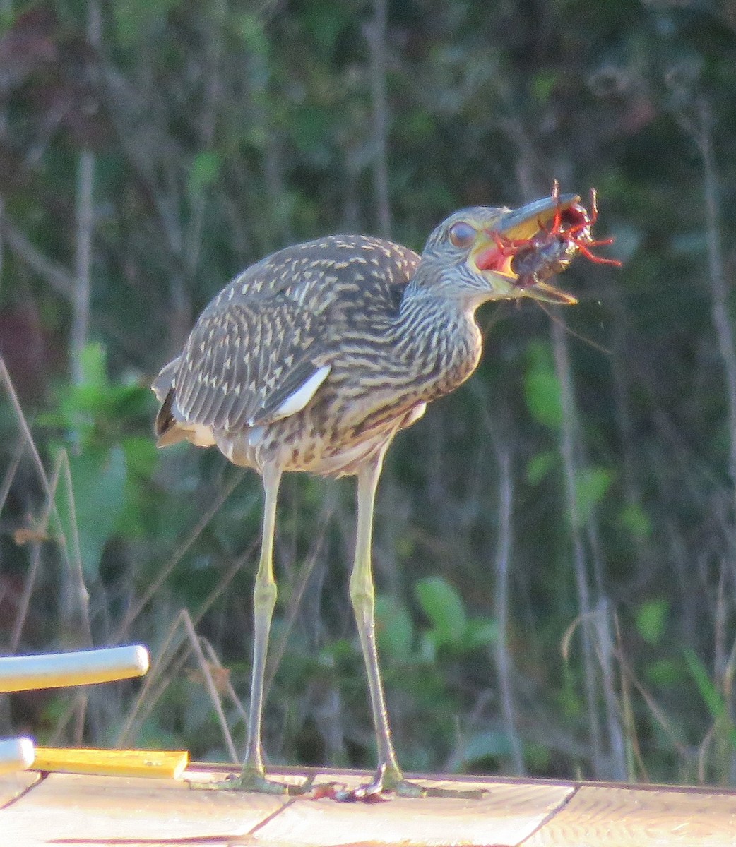 Yellow-crowned Night Heron - ML621947977