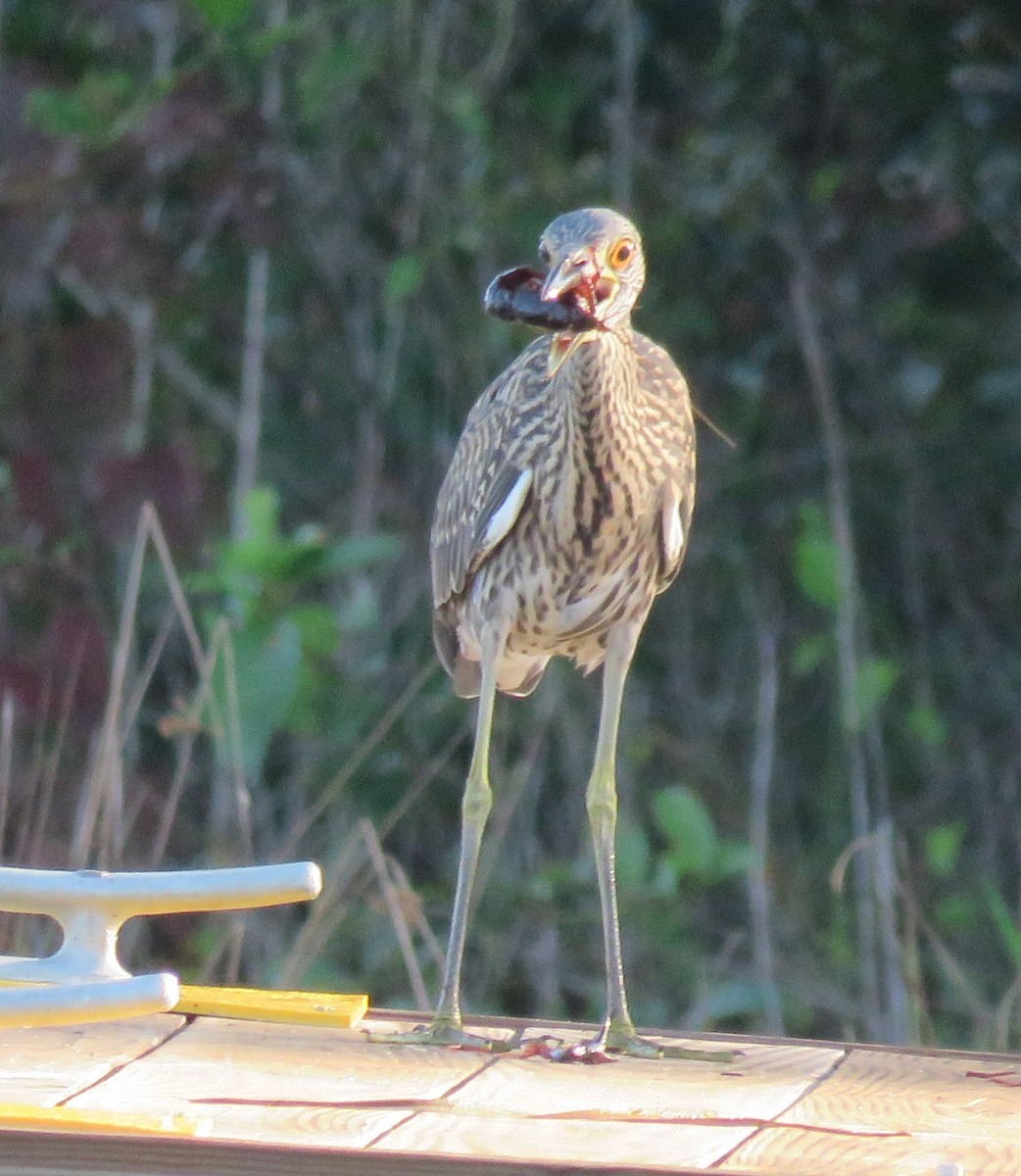 Yellow-crowned Night Heron - ML621947978