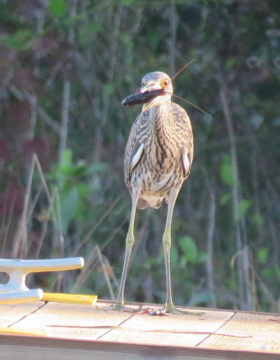 Yellow-crowned Night Heron - ML621947979