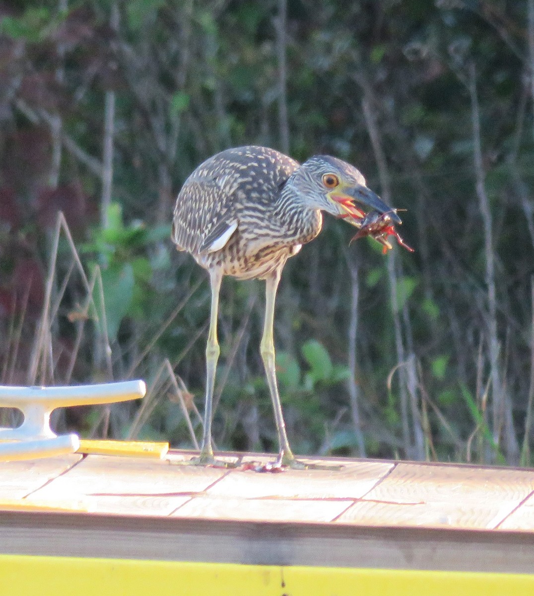 Yellow-crowned Night Heron - ML621947980