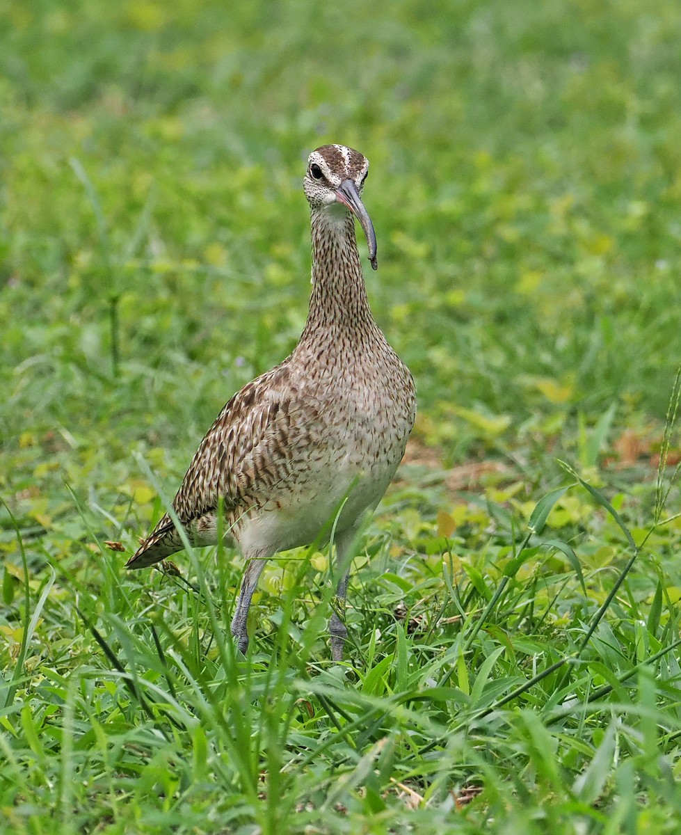 Whimbrel (Hudsonian) - Roger Ahlman