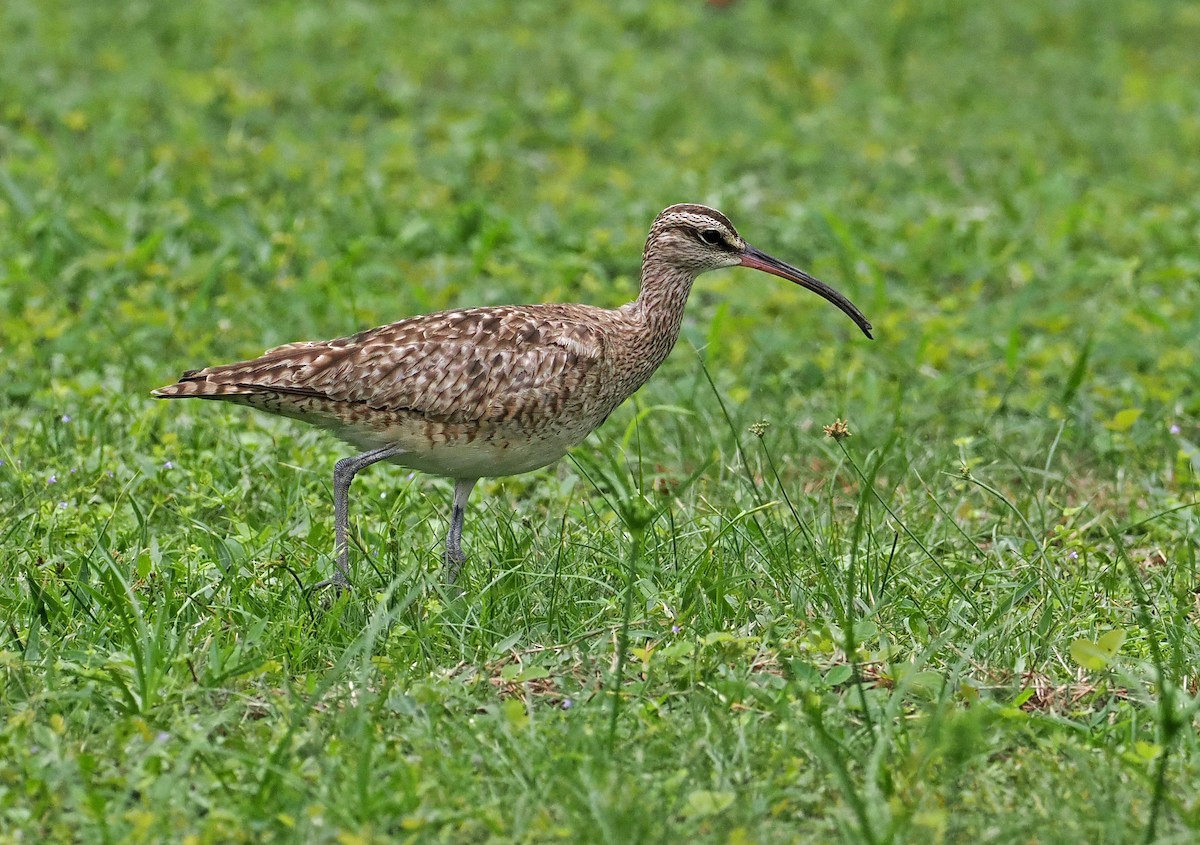 Whimbrel (Hudsonian) - ML621948021